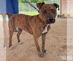 Small #3 Plott Hound Mix