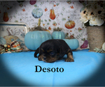 Small Photo #60 Cavalier King Charles Spaniel Puppy For Sale in CHANUTE, KS, USA