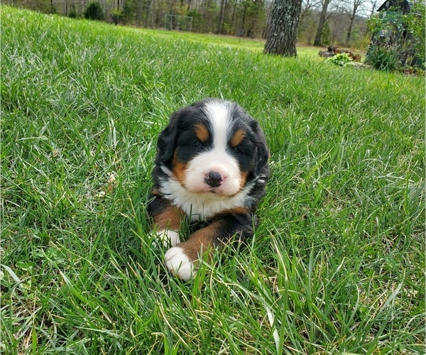 Medium Photo #2 Bernese Mountain Dog Puppy For Sale in NORWOOD, MO, USA