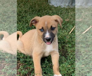 Australian Shepherd-Unknown Mix Dogs for adoption in Aurora, IN, USA