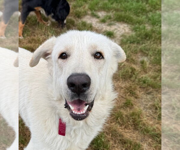 Medium Photo #1 Great Pyrenees Puppy For Sale in Spring, TX, USA