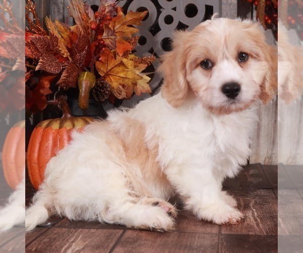 Medium Photo #1 Cavachon Puppy For Sale in MOUNT VERNON, OH, USA