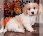 Small Photo #1 Cavachon Puppy For Sale in MOUNT VERNON, OH, USA