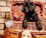 Small Photo #1 Goldendoodle Puppy For Sale in HUGHES SPRINGS, TX, USA