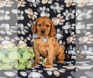 Golden Cavalier Puppy for sale in KIRKWOOD, PA, USA