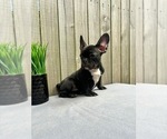 Puppy Alfie French Bulldog