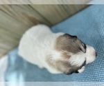 Small Photo #16 Great Pyrenees Puppy For Sale in JERSEYVILLE, IL, USA