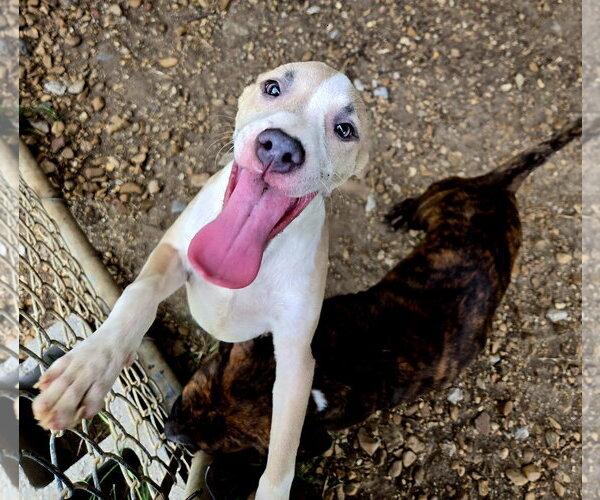 Medium Photo #1 American Pit Bull Terrier-Unknown Mix Puppy For Sale in Jackson, MS, USA