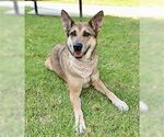 Small #6 German Shepherd Dog Mix