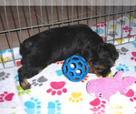 Small Photo #10 Yorkshire Terrier Puppy For Sale in ORO VALLEY, AZ, USA