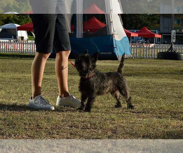 Medium Photo #1 Cairn Terrier Puppy For Sale in Zarnesti, Brasov, Romainia
