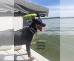 Small Photo #1 Doberman Pinscher Puppy For Sale in FREMONT, IN, USA