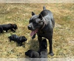 Small #26 Cane Corso-Rottweiler Mix