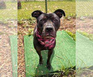 Mutt Dogs for adoption in Waterford, VA, USA