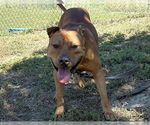 Small #2 American Pit Bull Terrier Mix