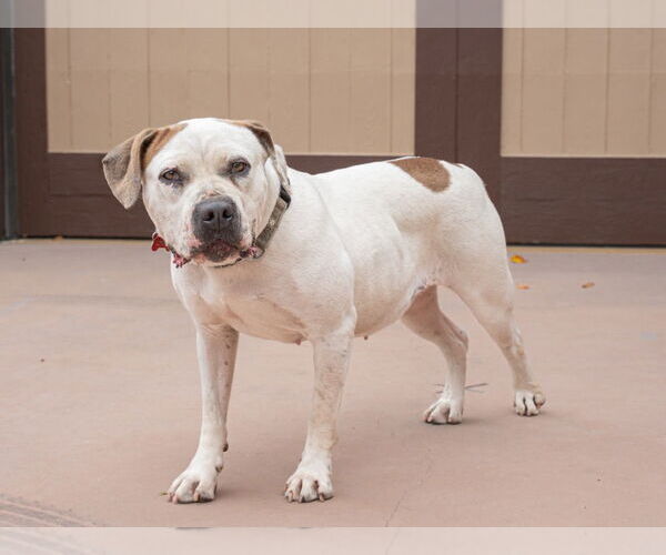 Medium Photo #35 Bulloxer Puppy For Sale in Lake Forest, CA, USA