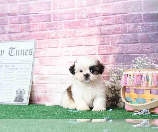 Medium Photo #4 Shih Tzu Puppy For Sale in BEL AIR, MD, USA