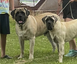 Father of the Mastiff puppies born on 01/28/2023
