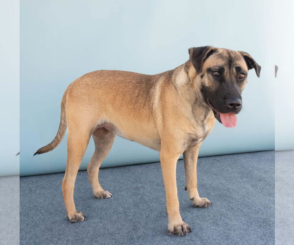 Medium Photo #2 Mutt Puppy For Sale in Pasadena, CA, USA