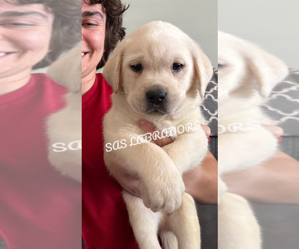 Medium Photo #1 Labrador Retriever Puppy For Sale in PINON HILLS, CA, USA