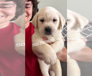 Labrador Retriever Puppy for Sale in PINON HILLS, California USA