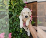Small Photo #4 English Cream Golden Retriever Puppy For Sale in OCEANSIDE, CA, USA