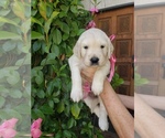 Small #3 English Cream Golden Retriever