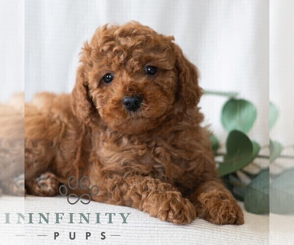 Medium Photo #5 Poodle (Miniature) Puppy For Sale in DORNSIFE, PA, USA