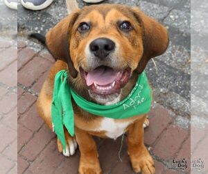 Retriever -Unknown Mix Dogs for adoption in Washington, DC, USA