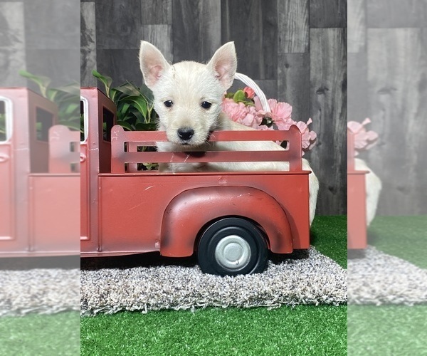 Medium Photo #3 West Highland White Terrier Puppy For Sale in CANOGA, NY, USA