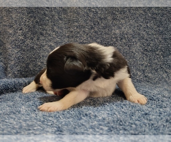 Medium Photo #39 Border Collie Puppy For Sale in NORBORNE, MO, USA
