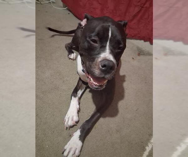 Medium Photo #2 American Staffordshire Terrier-Unknown Mix Puppy For Sale in San Antonio, TX, USA
