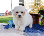 Small Photo #4 Bichon Frise Puppy For Sale in SYRACUSE, IN, USA