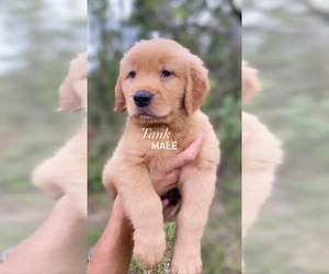 Golden Retriever Puppy for sale in ORLANDO, FL, USA