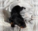 Puppy Puppy 5 Doberman Pinscher