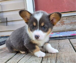Pembroke Welsh Corgi Puppy for sale in MILTON, WI, USA