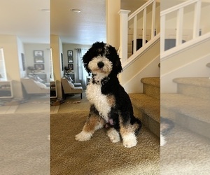 Mother of the Bernedoodle puppies born on 11/28/2024