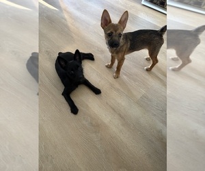 Chorkie Puppy for sale in BRICK, NJ, USA