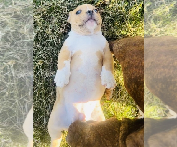 Medium Photo #8 American Bully Puppy For Sale in GROVE CITY, MN, USA