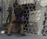 Small Photo #11 Belgian Malinois Puppy For Sale in REESEVILLE, WI, USA