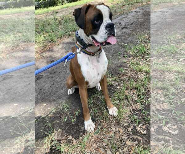Medium Photo #2 Boxer Puppy For Sale in Dumont, NJ, USA