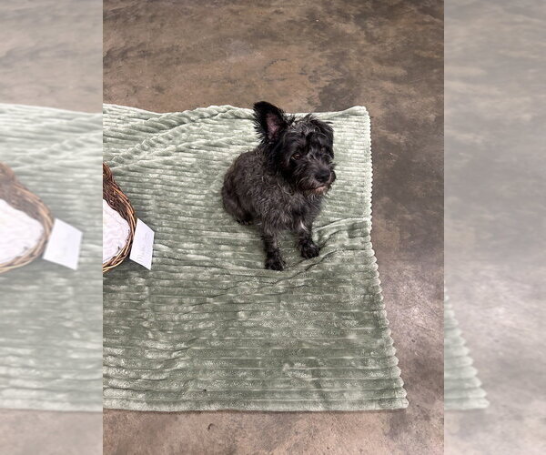 Medium Photo #4 Mutt Puppy For Sale in Mooresville, NC, USA