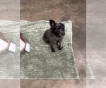 Small #3 Mutt