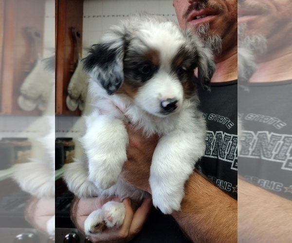 Medium Photo #9 Miniature Australian Shepherd Puppy For Sale in LA MIRADA, CA, USA