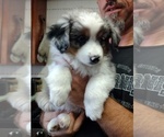 Small #8 Miniature Australian Shepherd