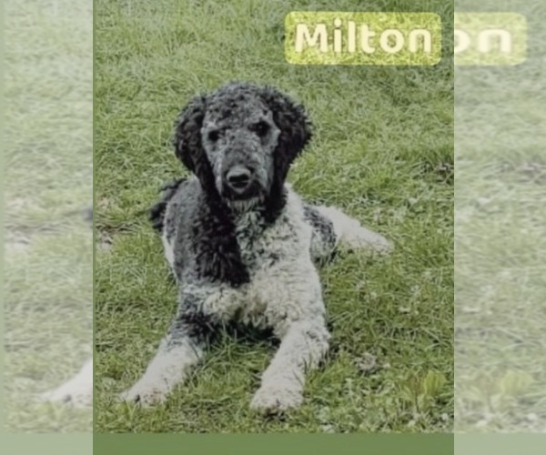 Medium Photo #1 Goldendoodle mix (+ Poodle Standard) Puppy For Sale in SOUTH BEND, IN, USA