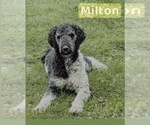 Small Photo #1 Goldendoodle mix (+ Poodle Standard) Puppy For Sale in SOUTH BEND, IN, USA