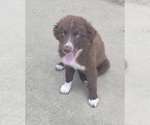 Puppy 4 Australian Shepherd