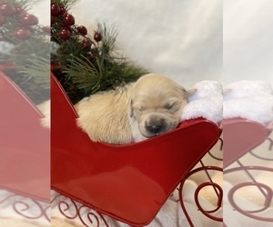 Golden Retriever Puppy for sale in RICHMOND, TX, USA