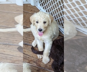Labradoodle Puppy for sale in JEFFERSON, GA, USA